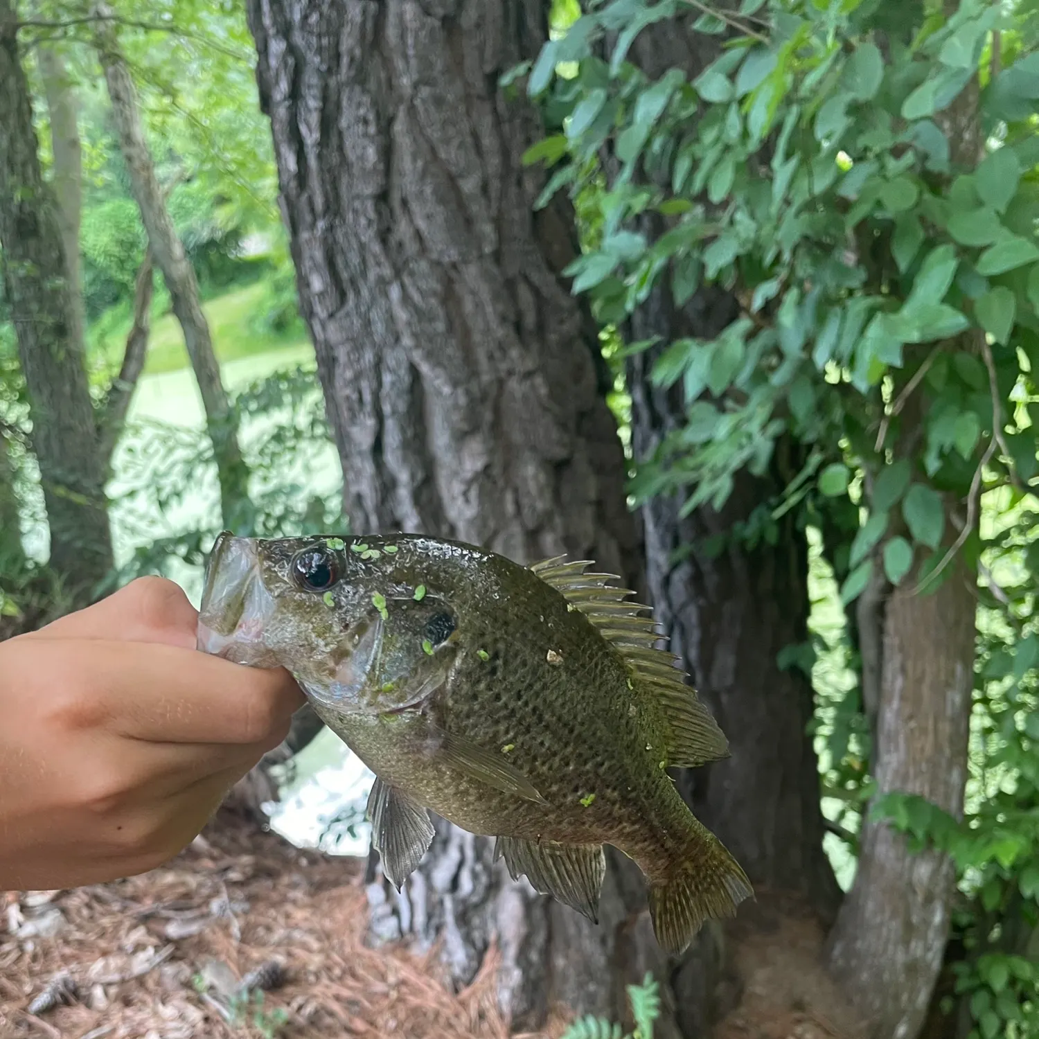 Warmouth caught on Fishbrain