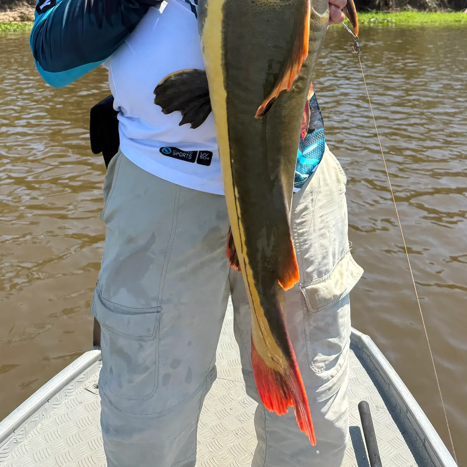 Redtail catfish caught on Fishbrain