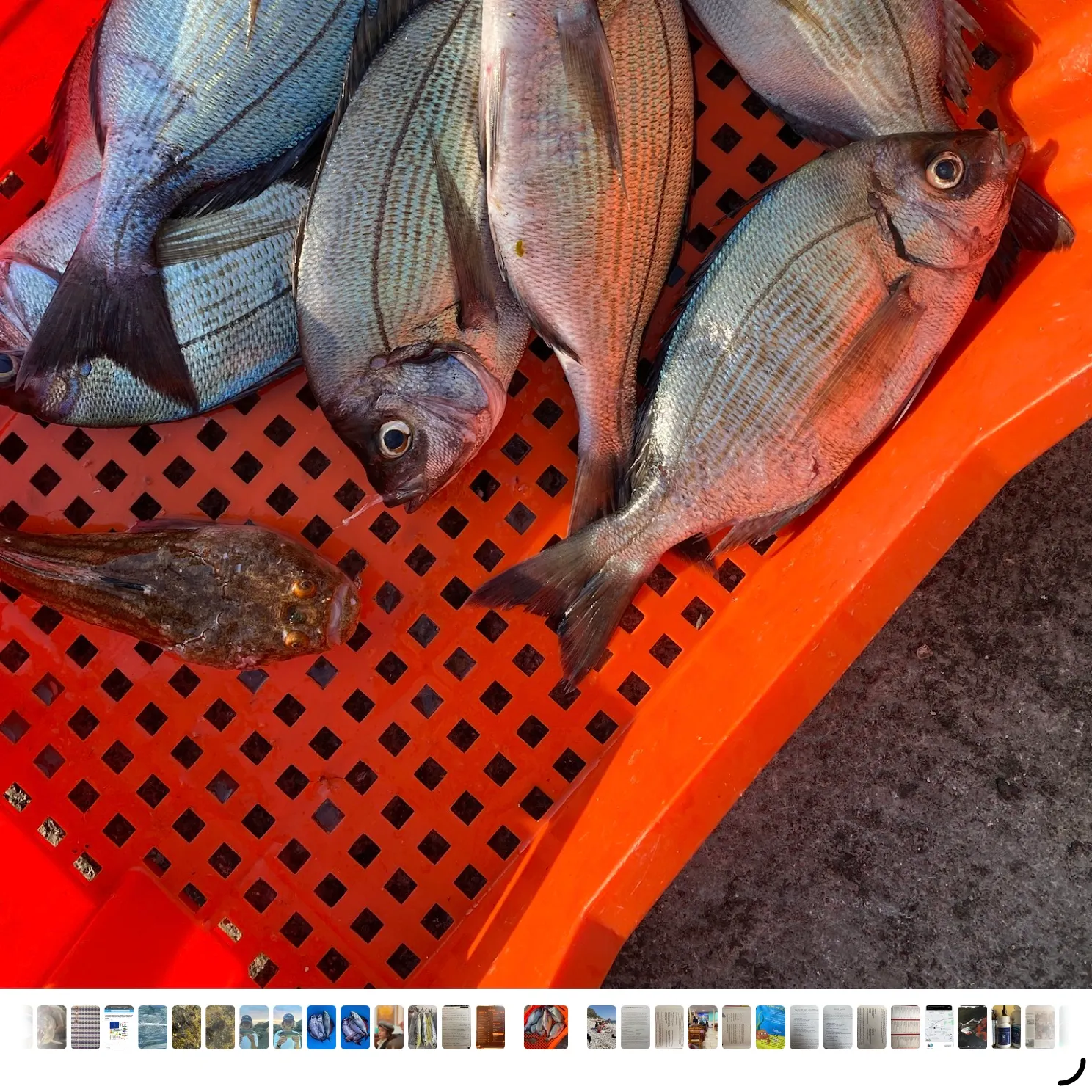 The most recent Black seabream catches on Fishbrain