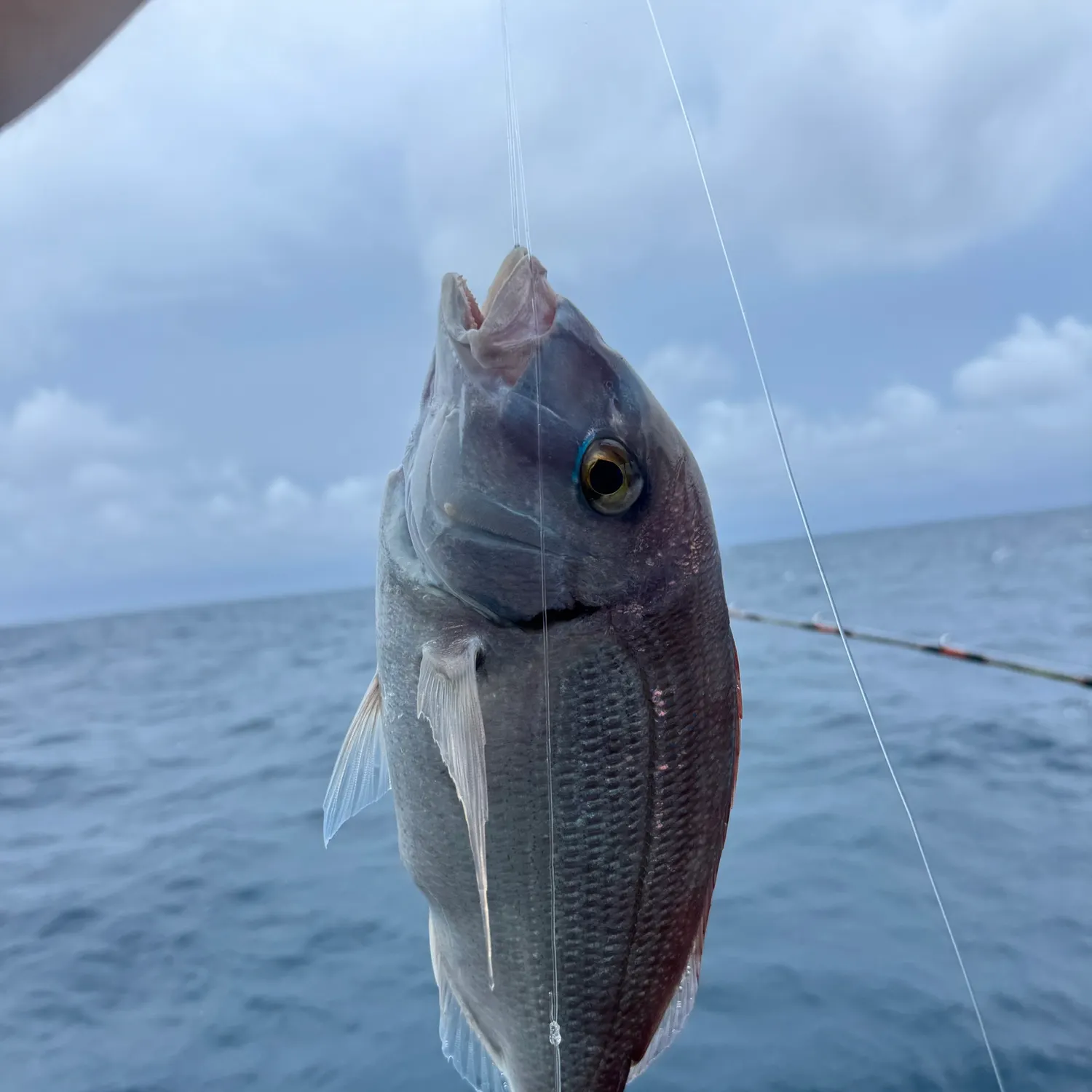 The most recent Common seabream catches on Fishbrain