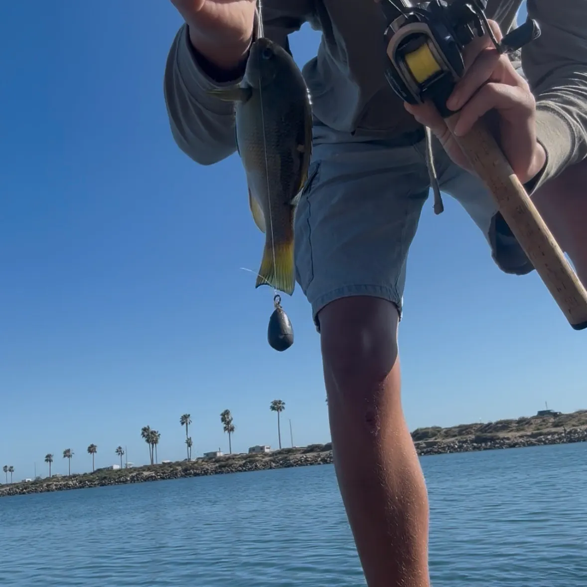 The most recent Opaleye catches on Fishbrain