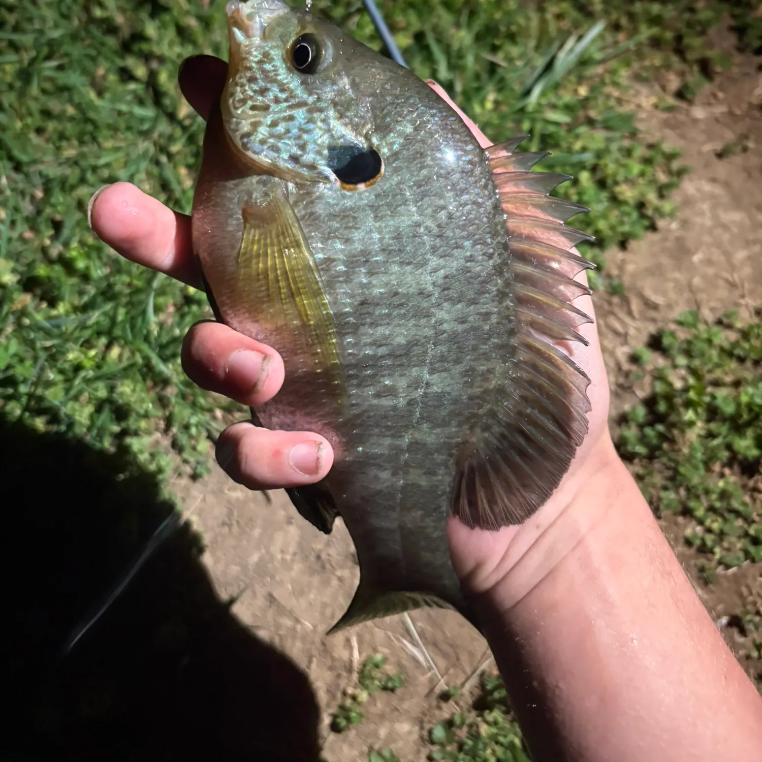The most recent Redear x bluegill catches on Fishbrain