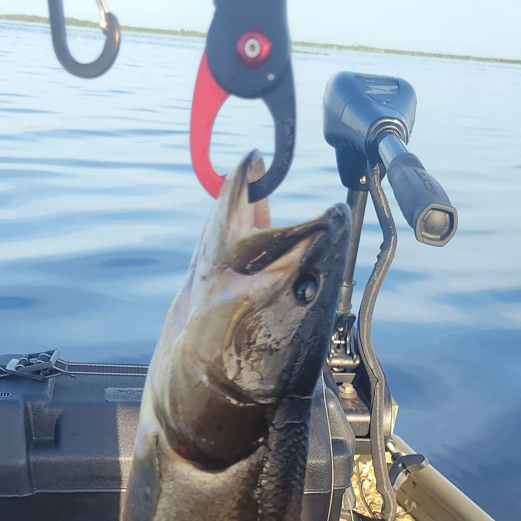 Eyetail bowfin caught on Fishbrain