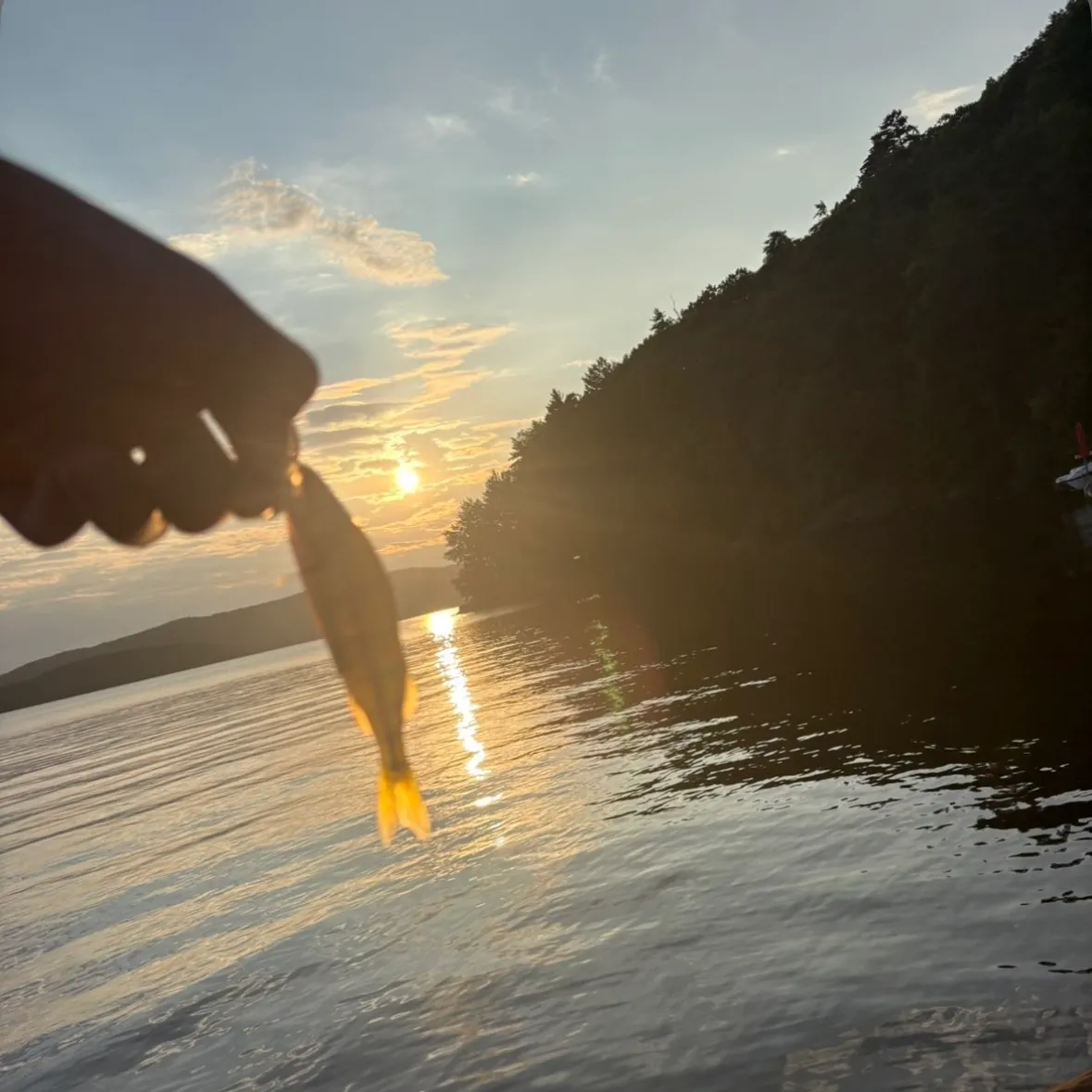 Golden shiner caught on Fishbrain