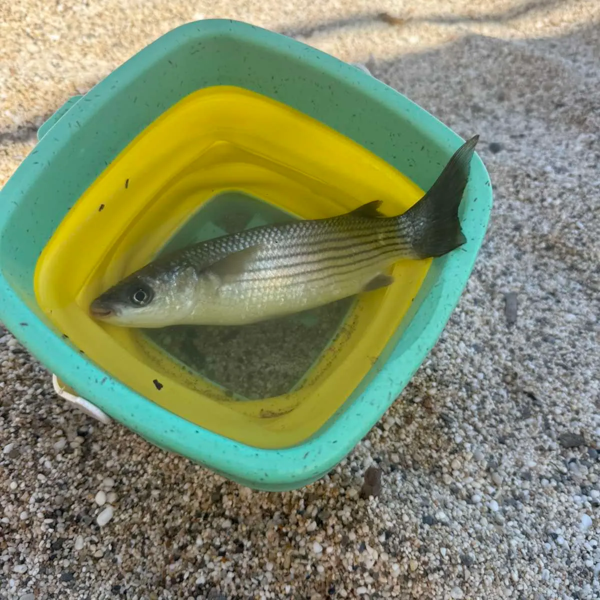 Fish caught on Fishbrain
