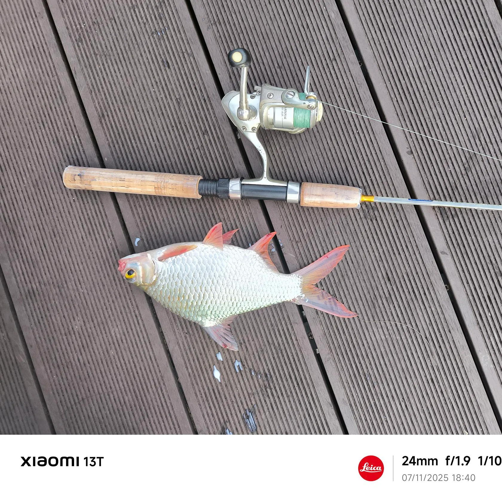 The most recent Java barb catches on Fishbrain