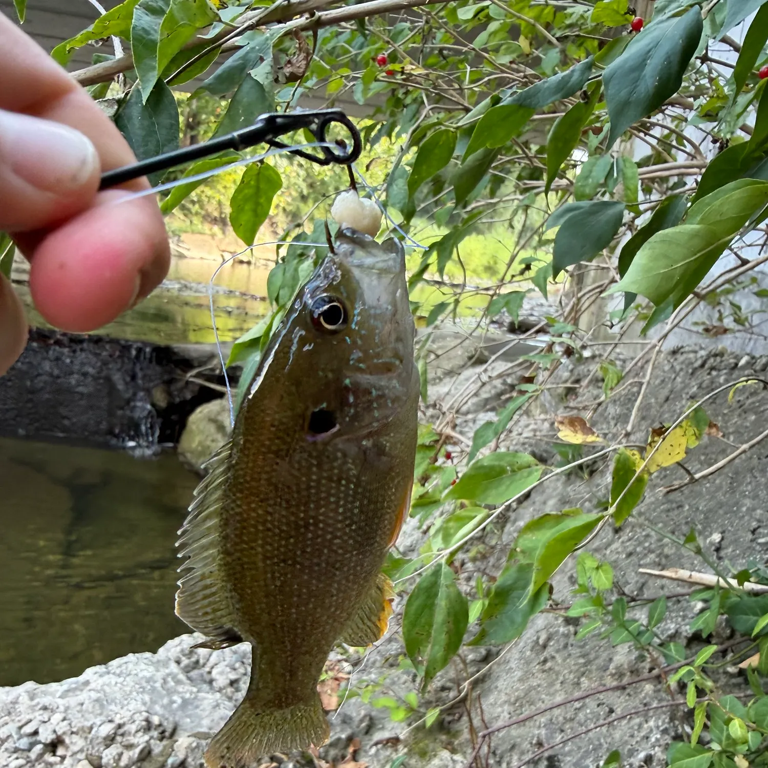 Green sunfish caught on Fishbrain