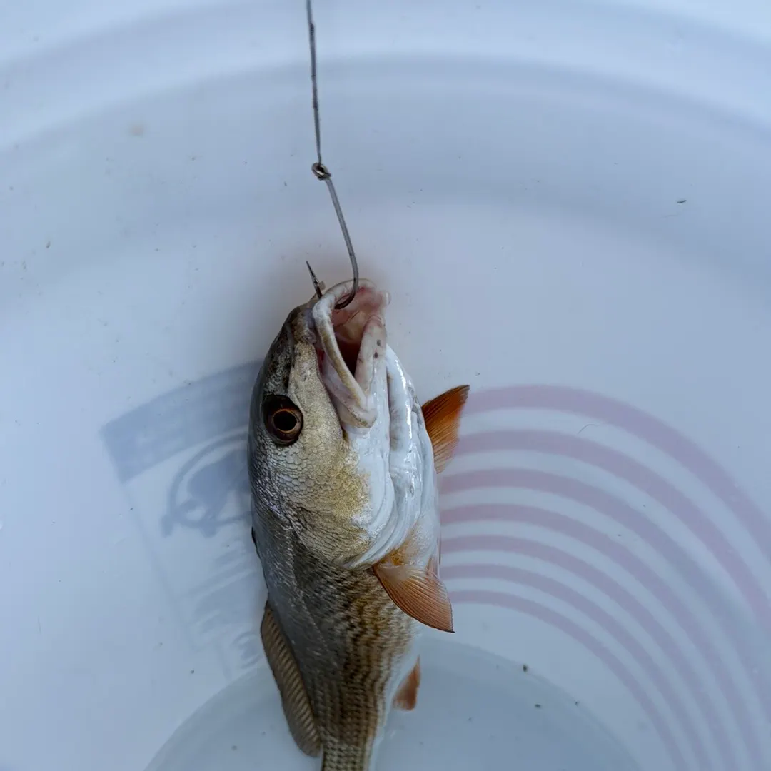 Red drum caught on Fishbrain