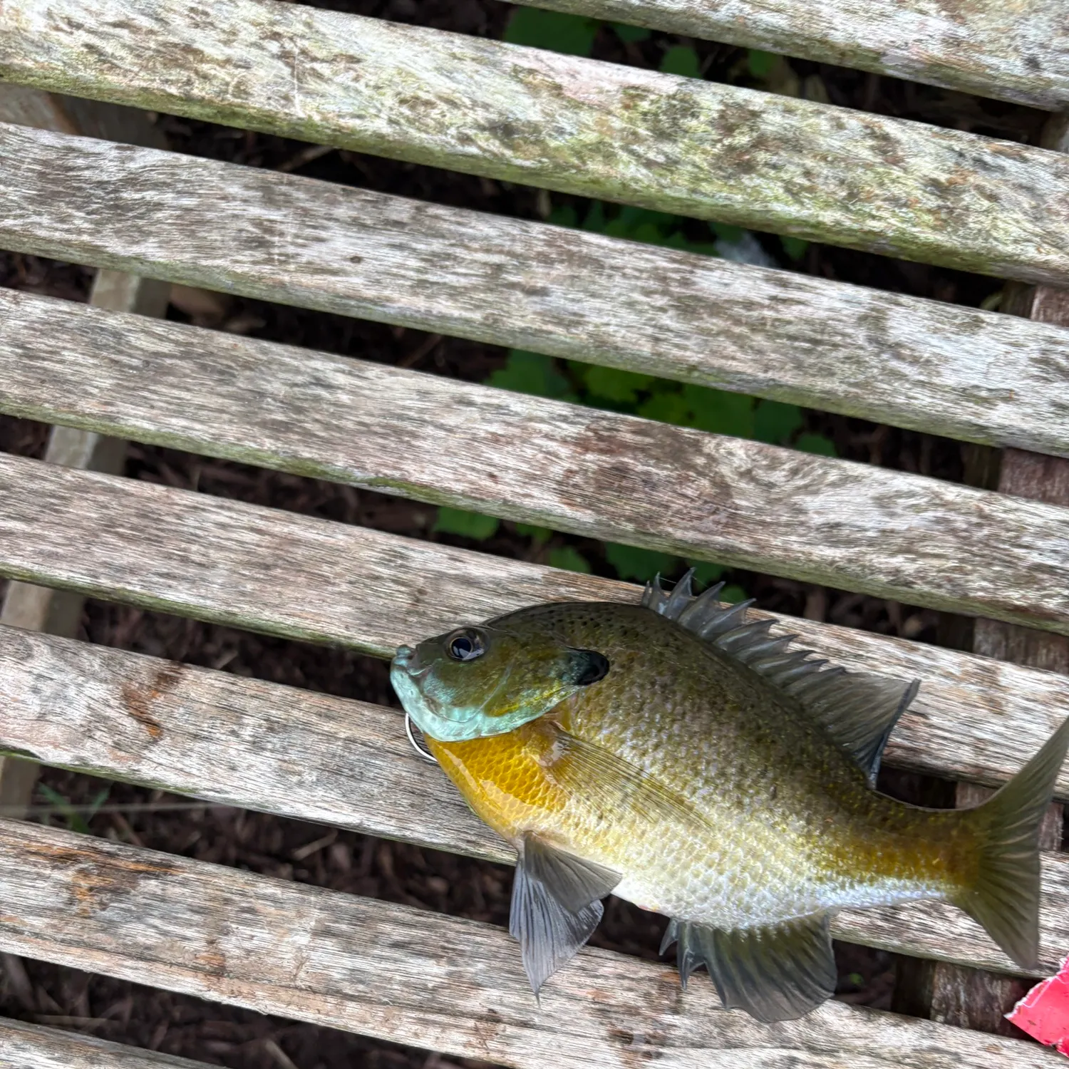 Bluegill caught on Fishbrain