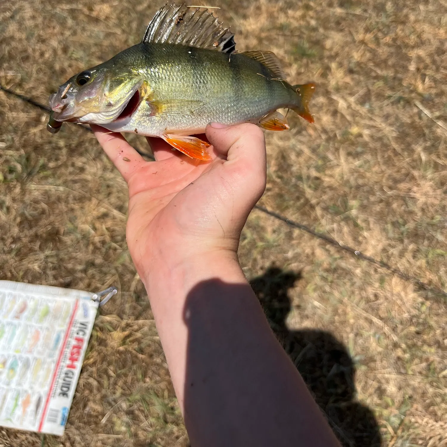 The most recent European perch catches on Fishbrain