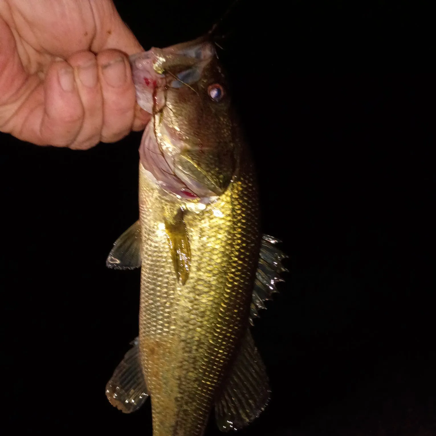 Largemouth bass caught on Fishbrain