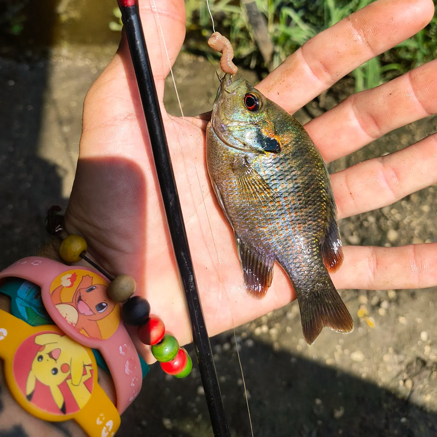 The most recent Redspotted sunfish catches on Fishbrain