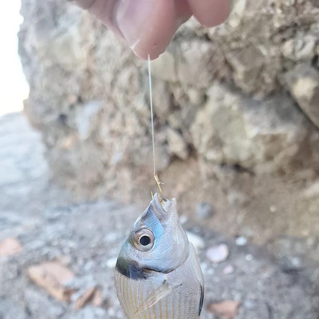 Annular seabream caught on Fishbrain