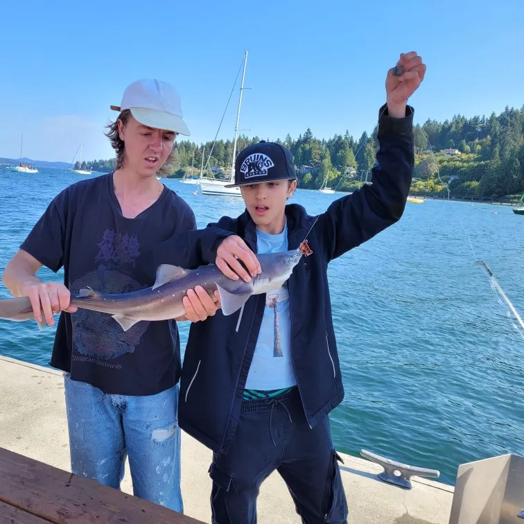 The most recent Pacific spiny dogfish catches on Fishbrain