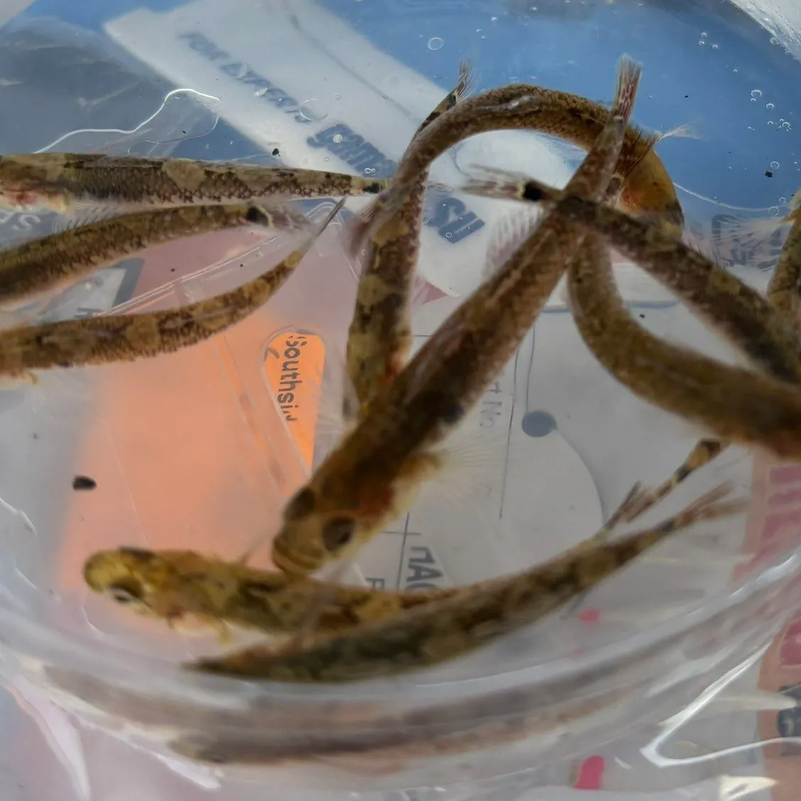 The most recent Two-spotted goby catches on Fishbrain
