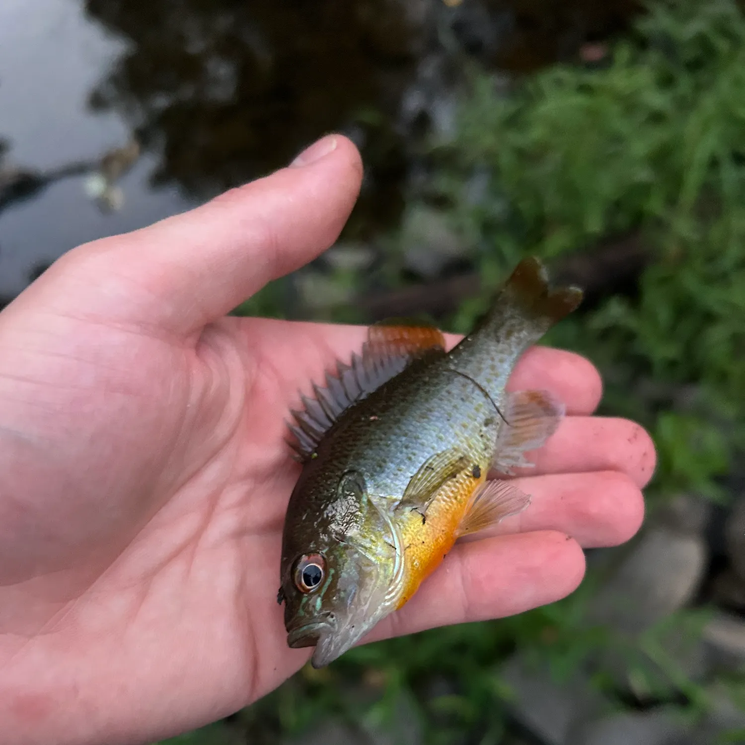 Redbreast sunfish caught on Fishbrain