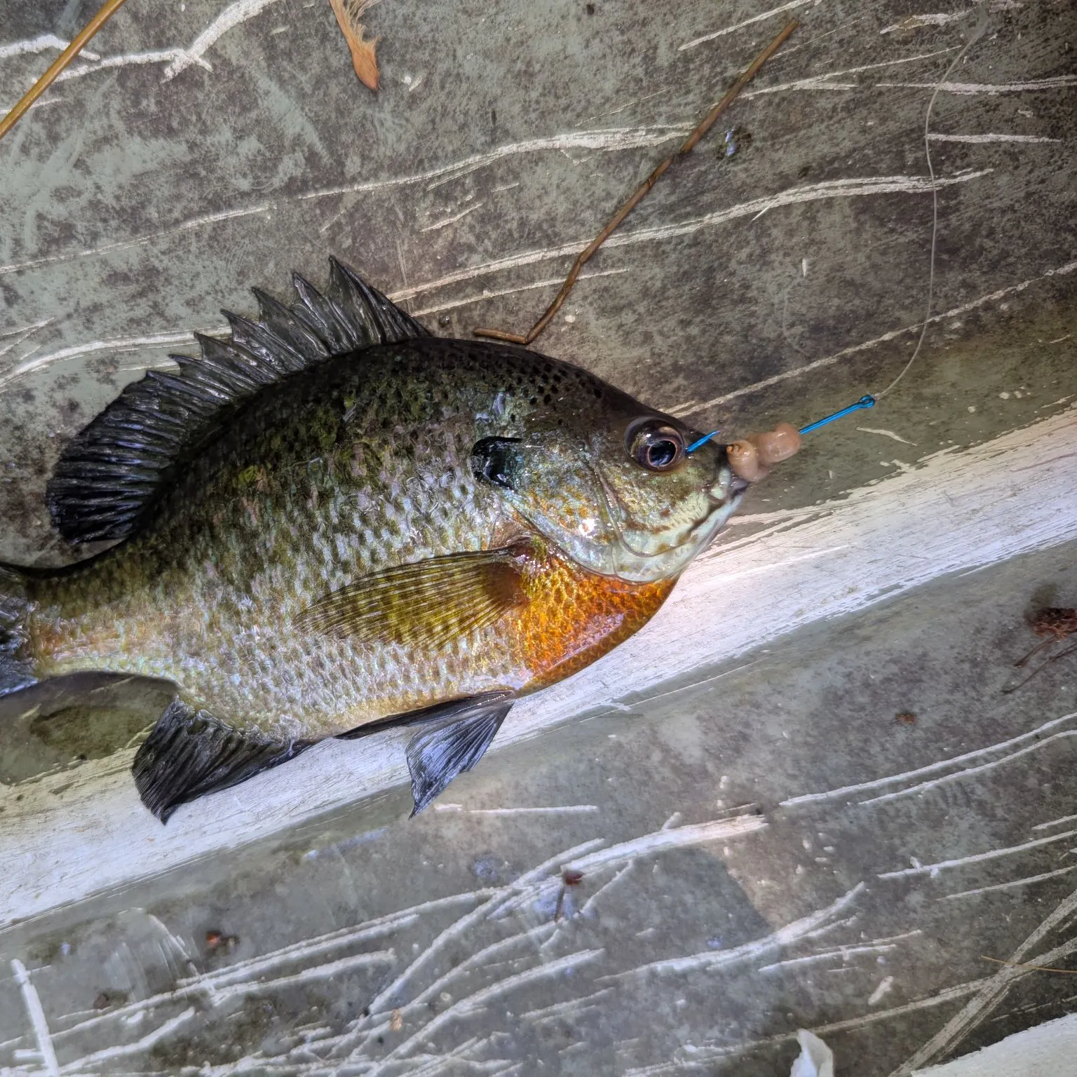 recently logged catches