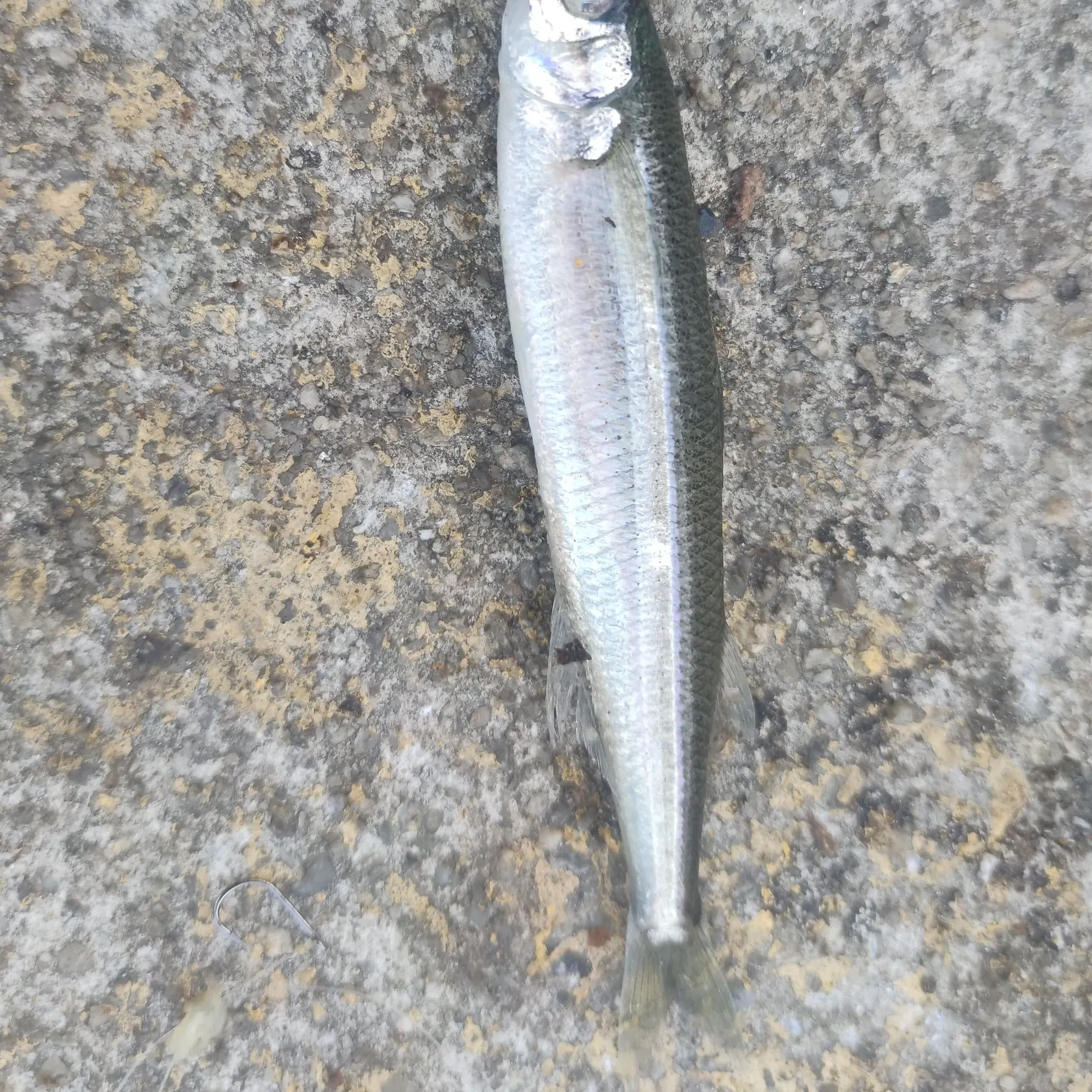 Fish caught on Fishbrain