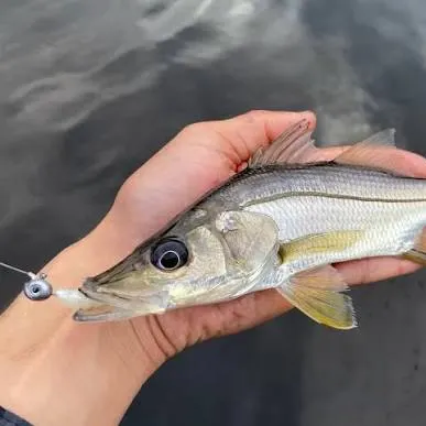 The most recent Swordspine Snook catches on Fishbrain