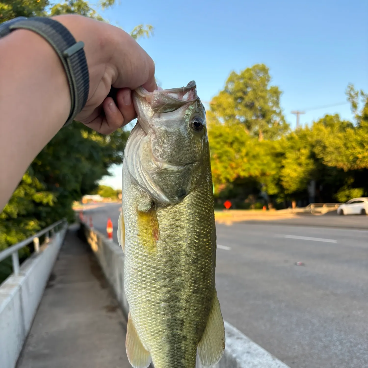 catch