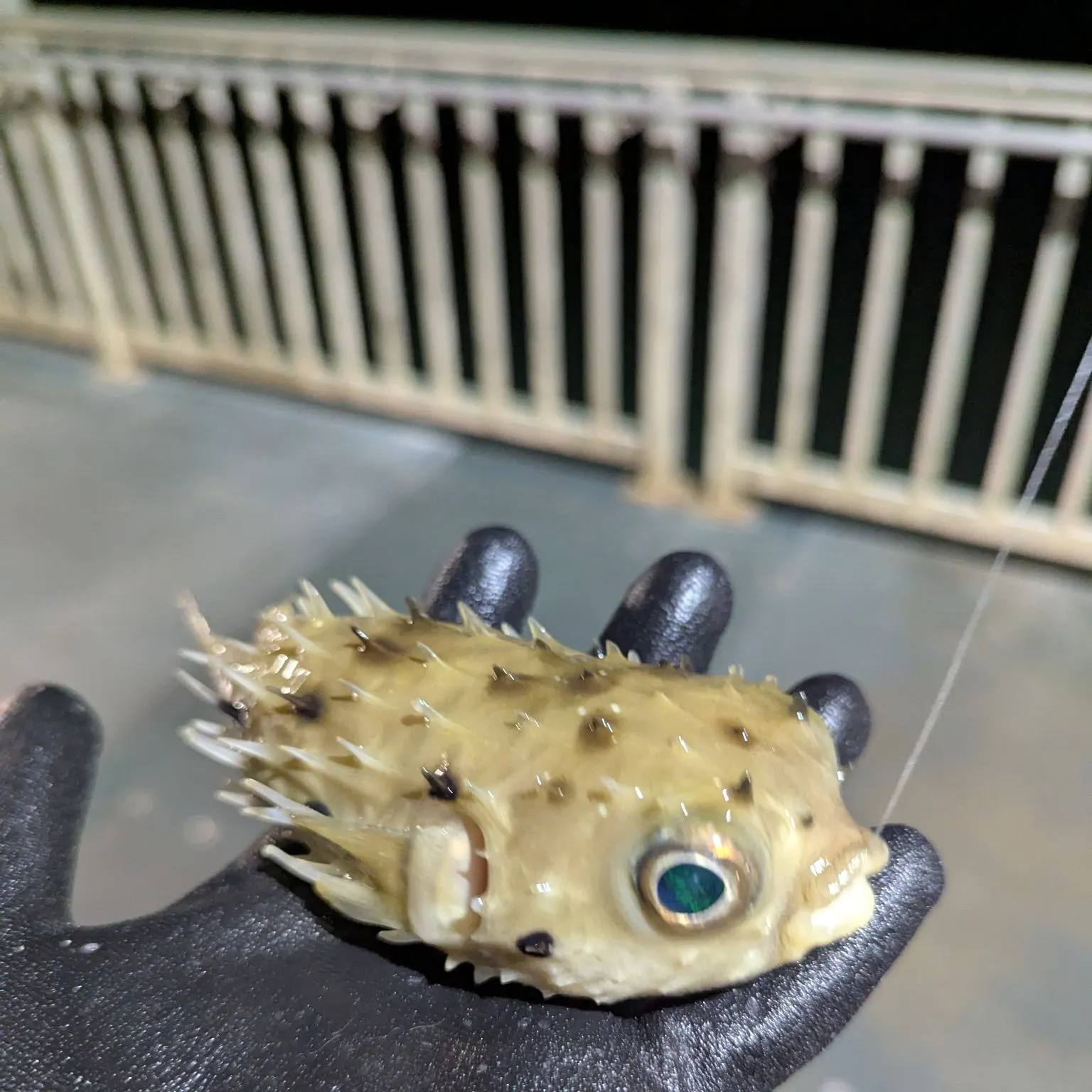 The most recent Longspined porcupinefish catches on Fishbrain