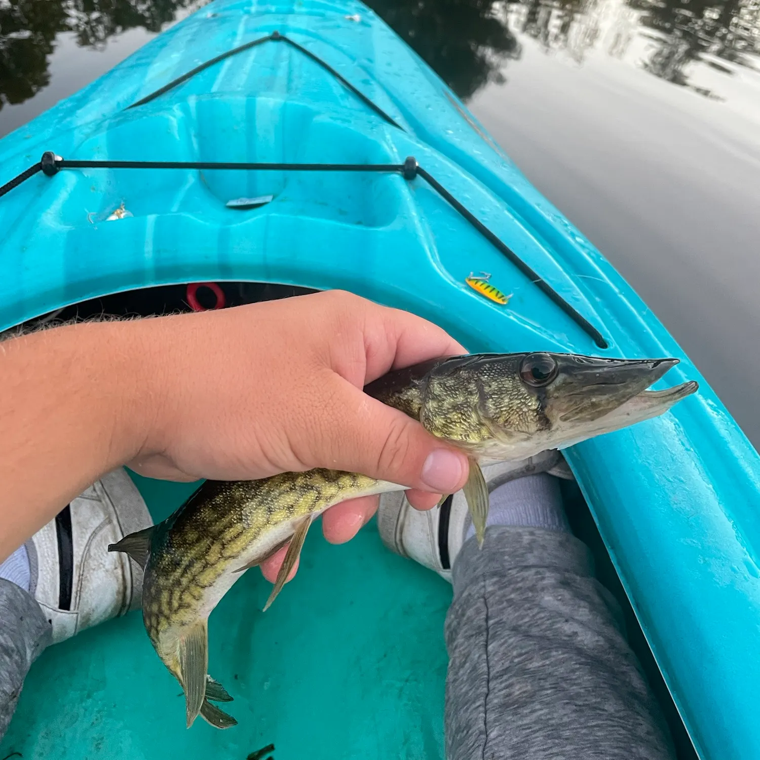 Chain pickerel caught on Fishbrain
