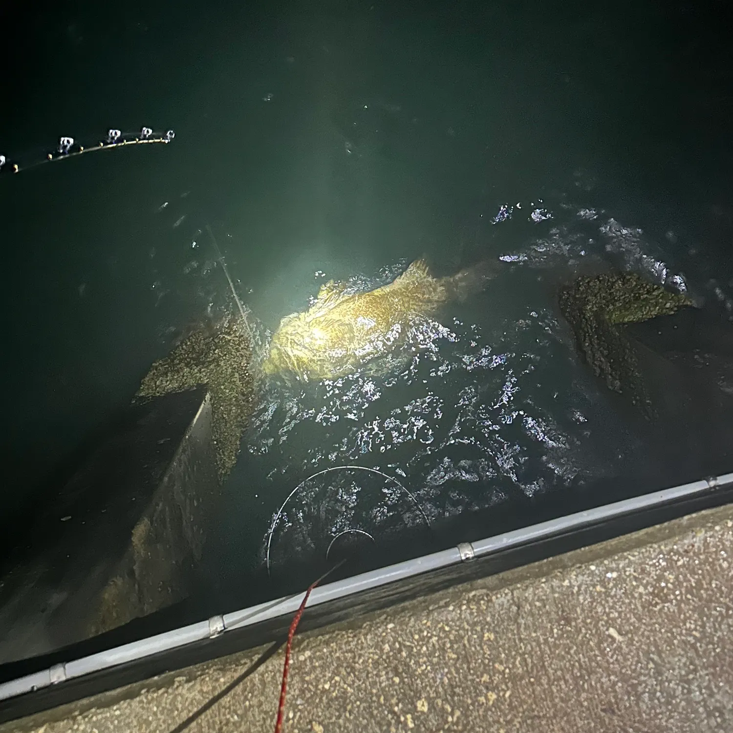 The most recent Atlantic goliath grouper catches on Fishbrain
