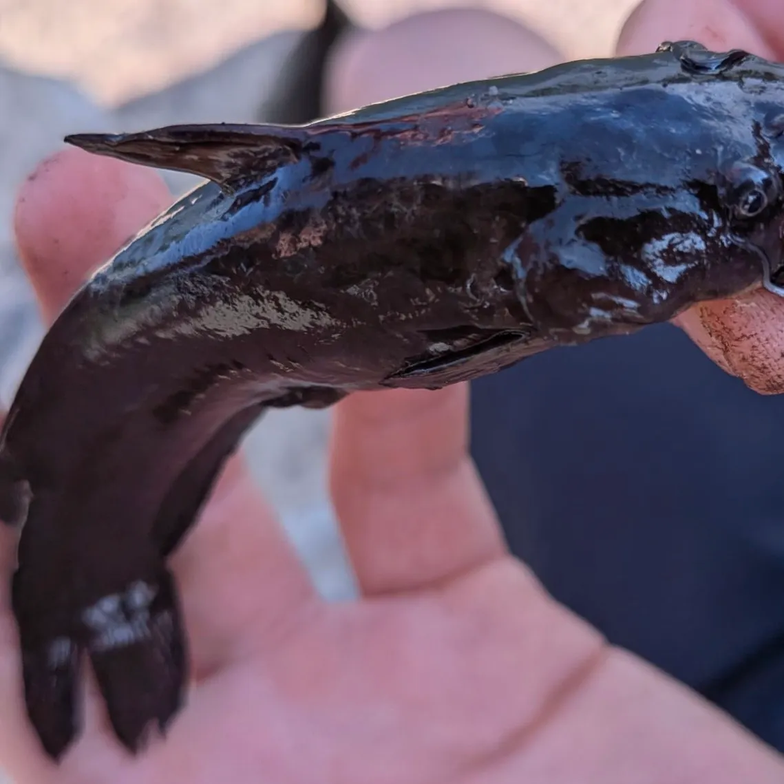 Black bullhead caught on Fishbrain