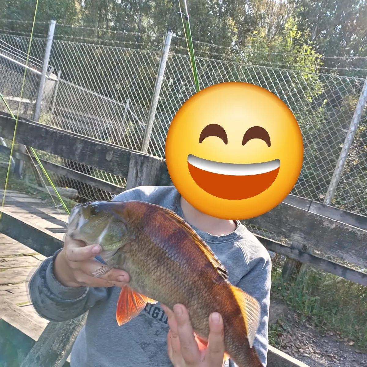 European perch caught on Fishbrain