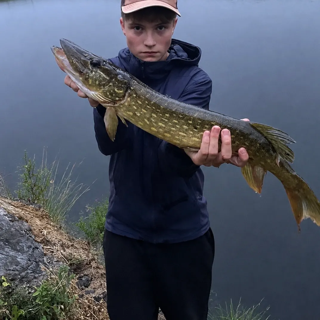 Northern pike caught on Fishbrain