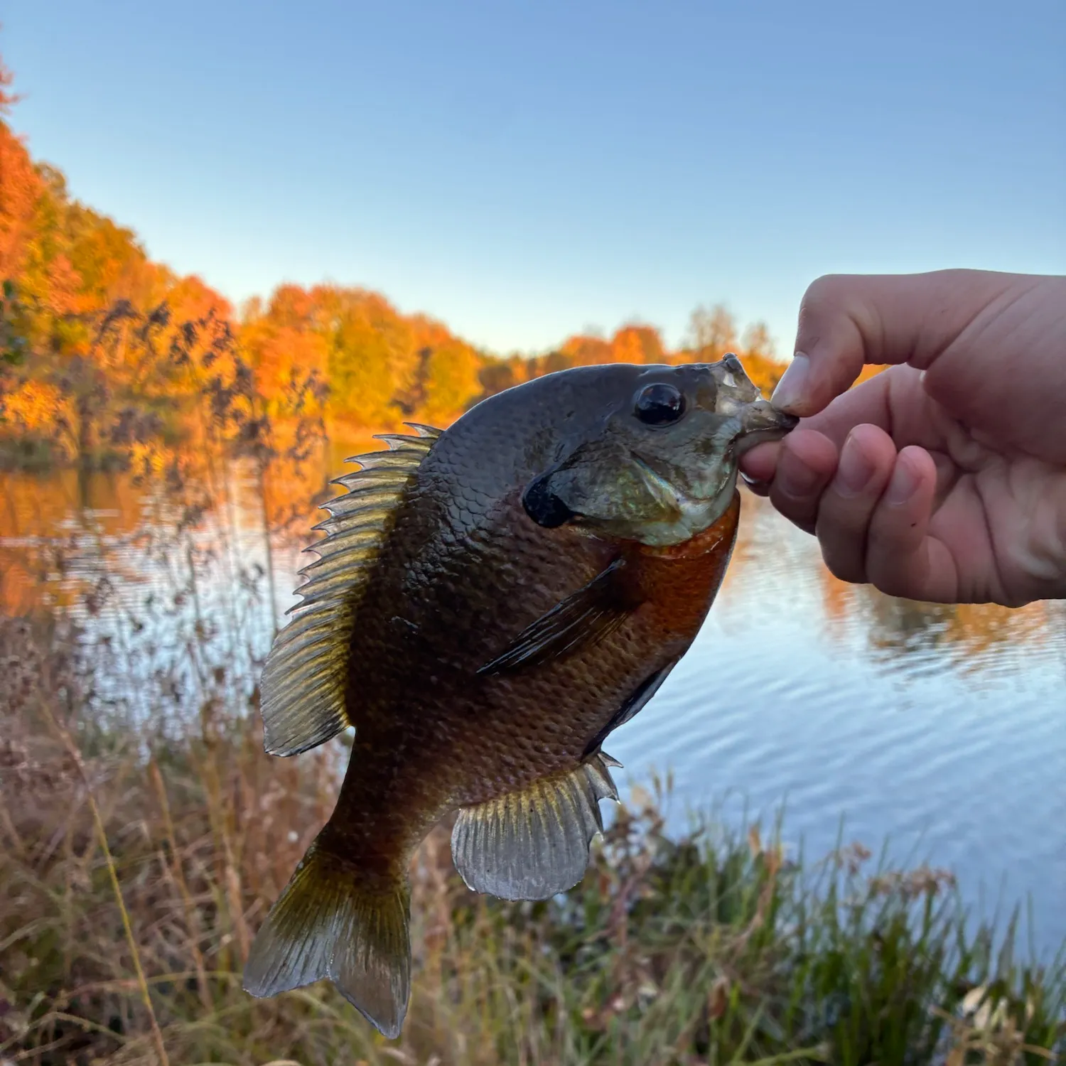 Bluegill caught on Fishbrain