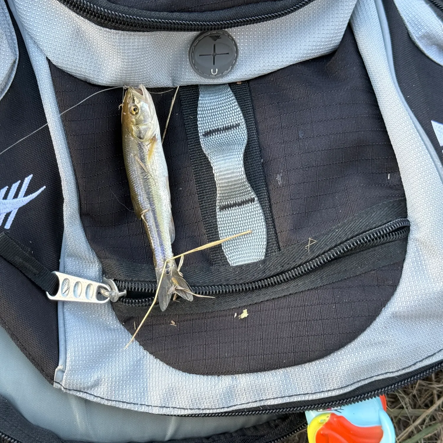 Creek chub caught on Fishbrain
