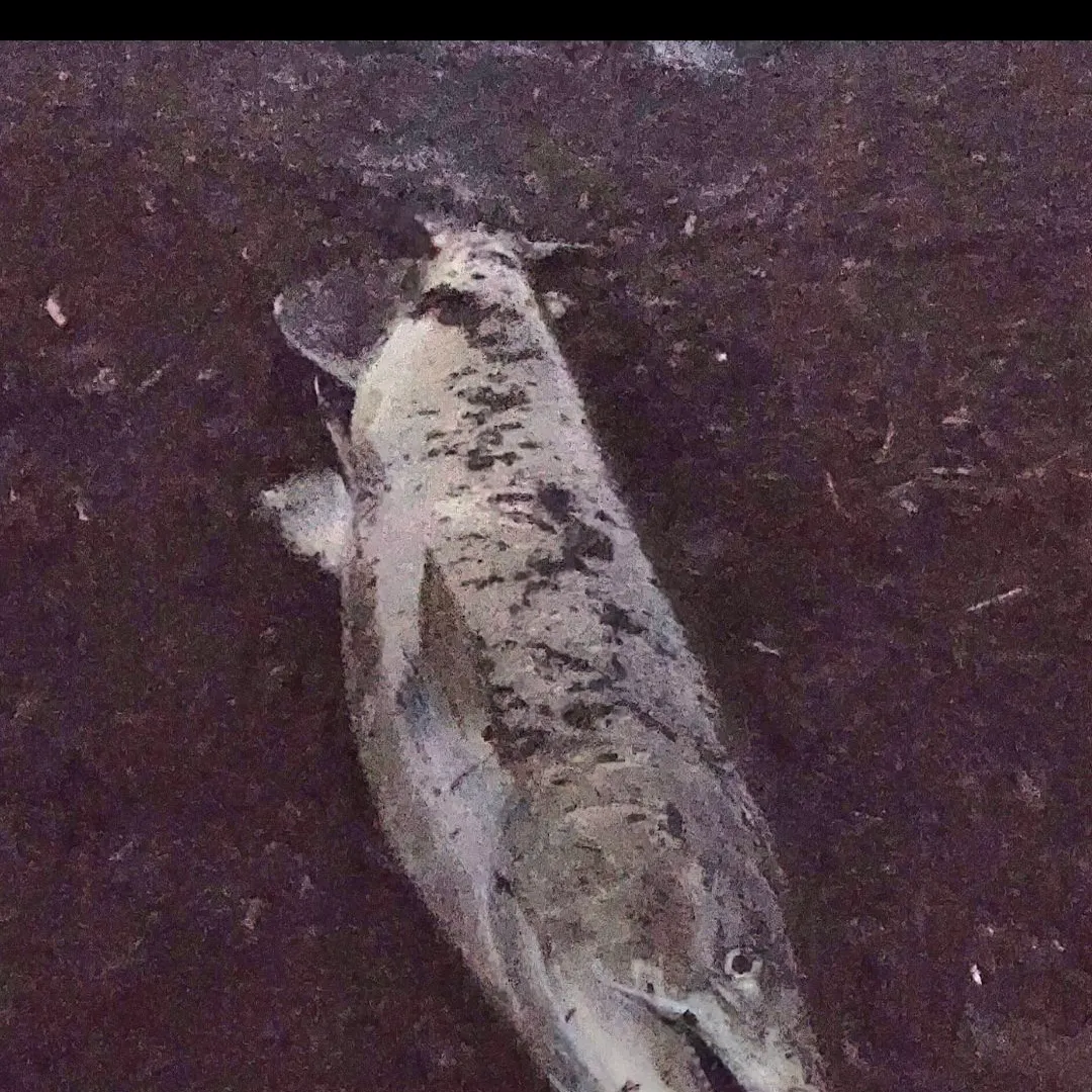 Chinook salmon caught on Fishbrain