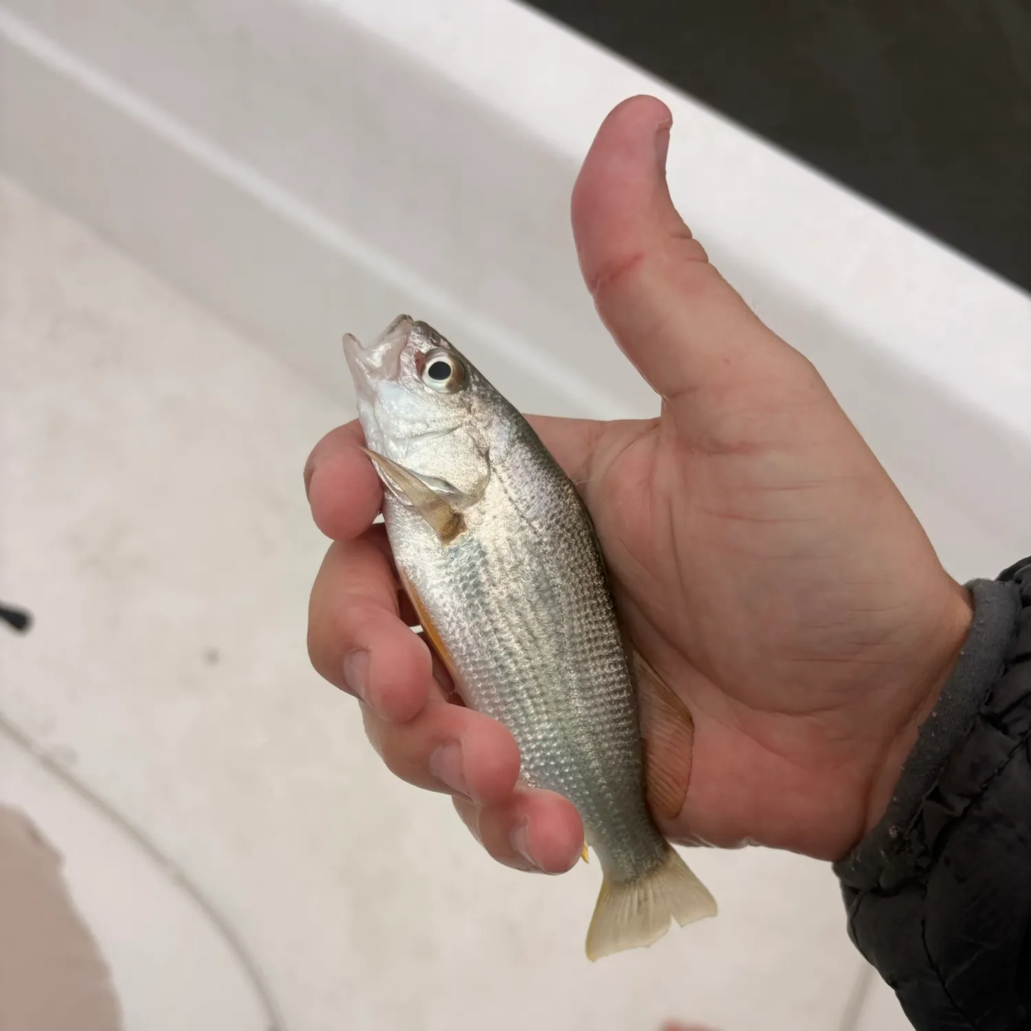 Silver perch caught on Fishbrain