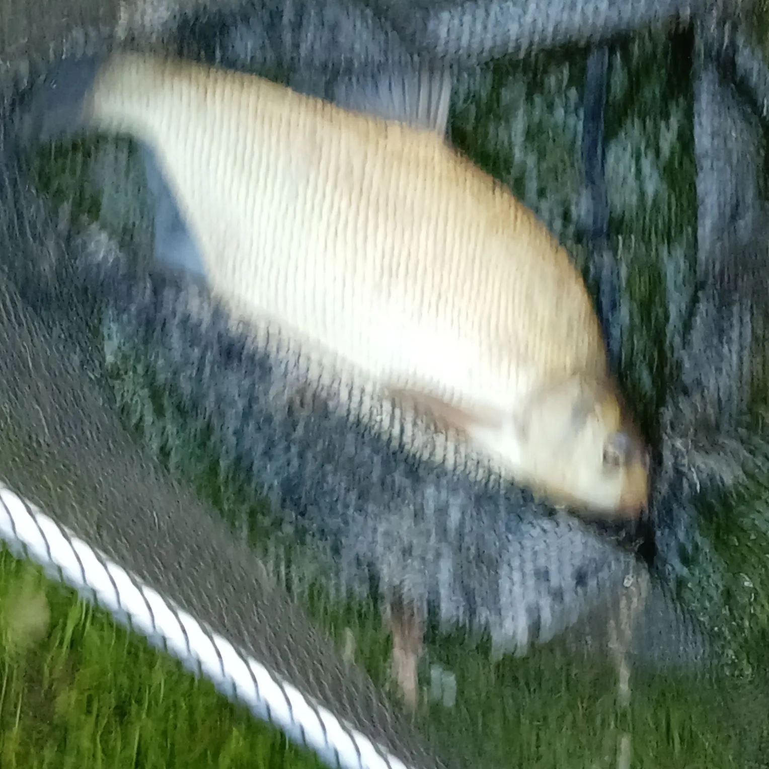 Common carp caught on Fishbrain
