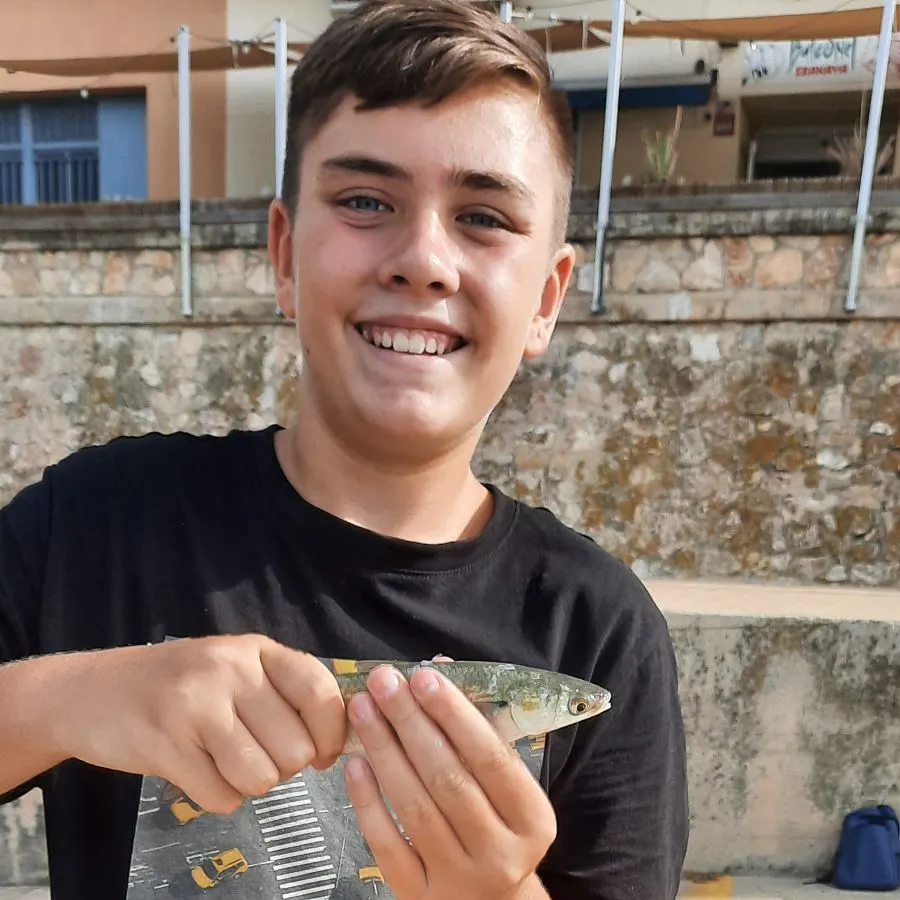 The most recent Thinlip grey mullet catches on Fishbrain