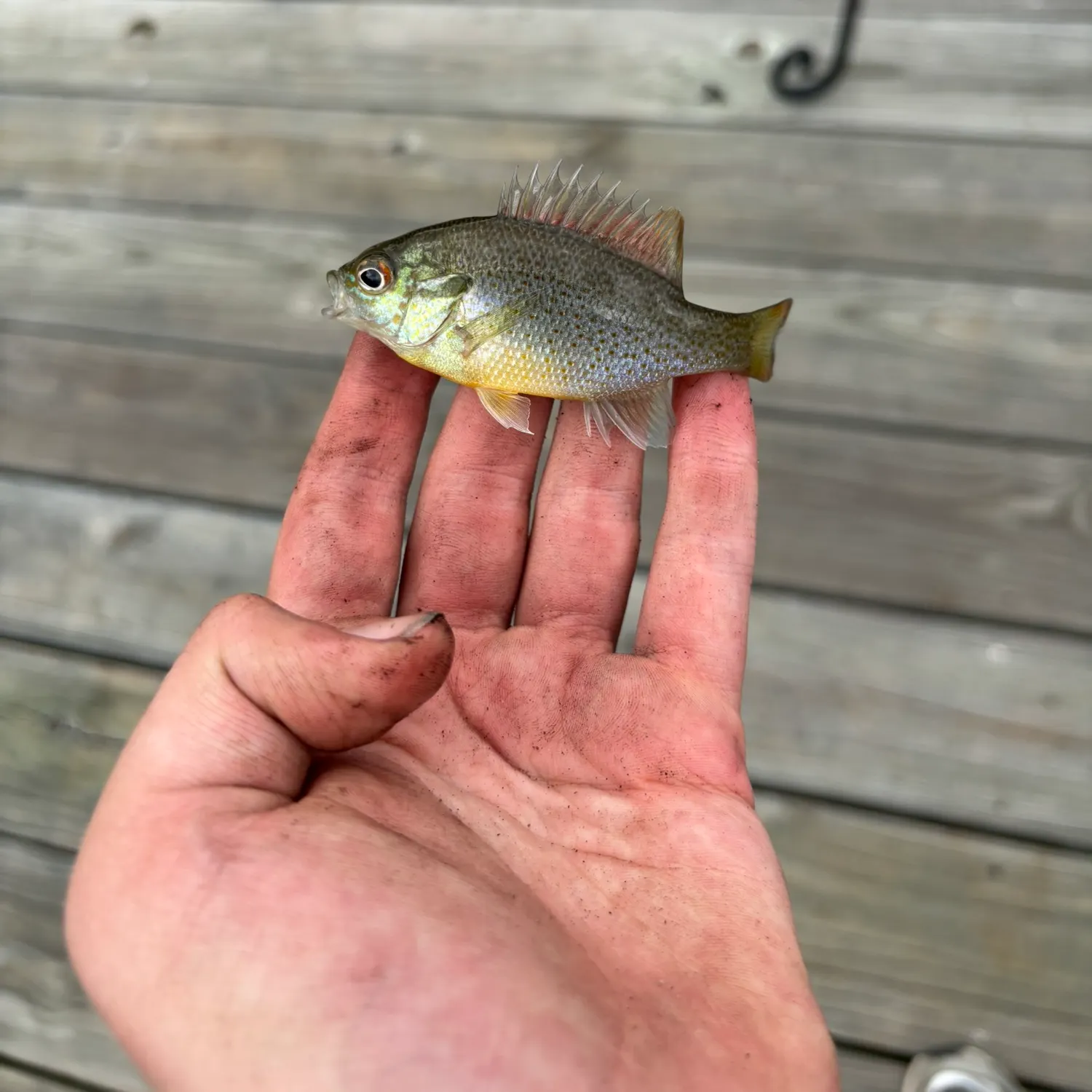 Redbreast sunfish caught on Fishbrain
