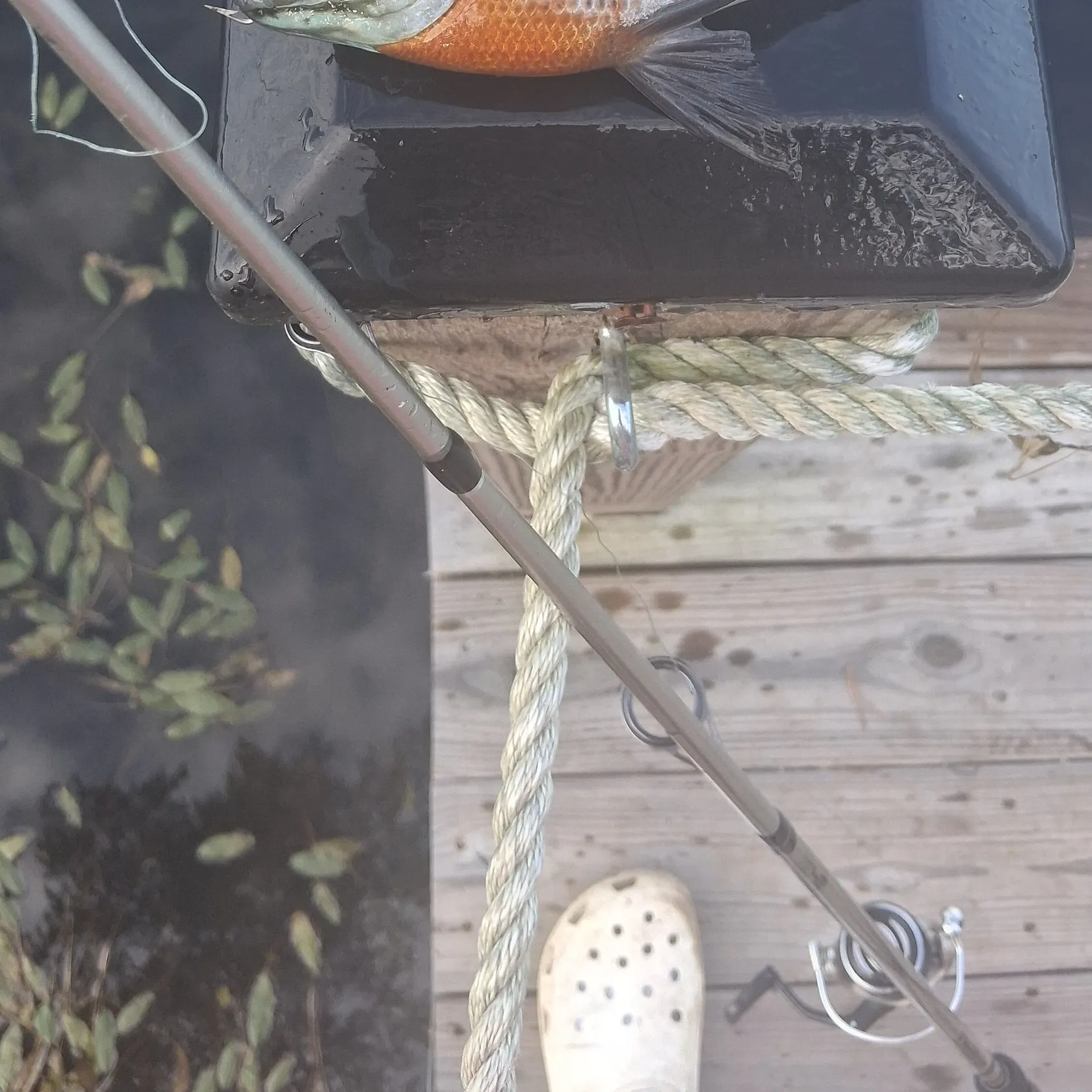 Bluegill caught on Fishbrain