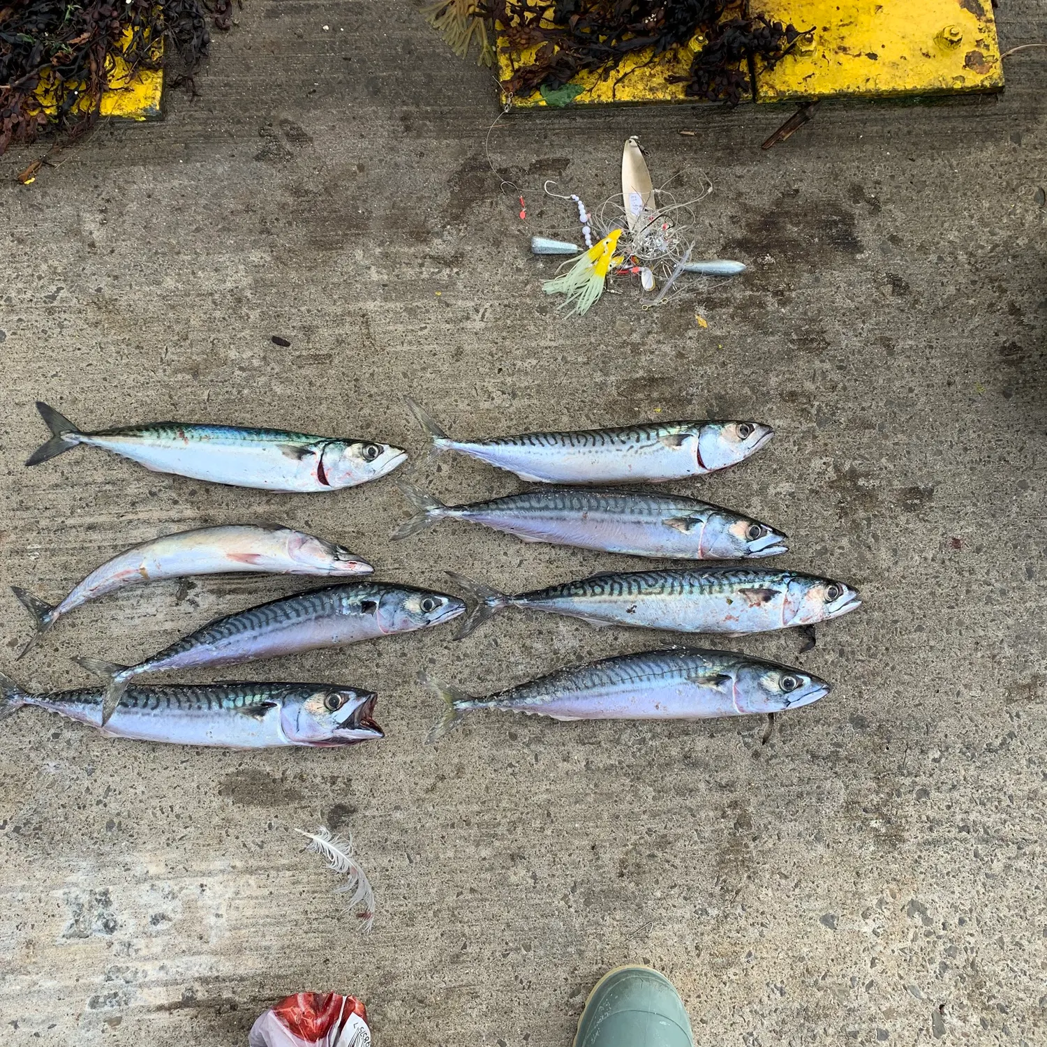 The most recent Atlantic mackerel catches on Fishbrain