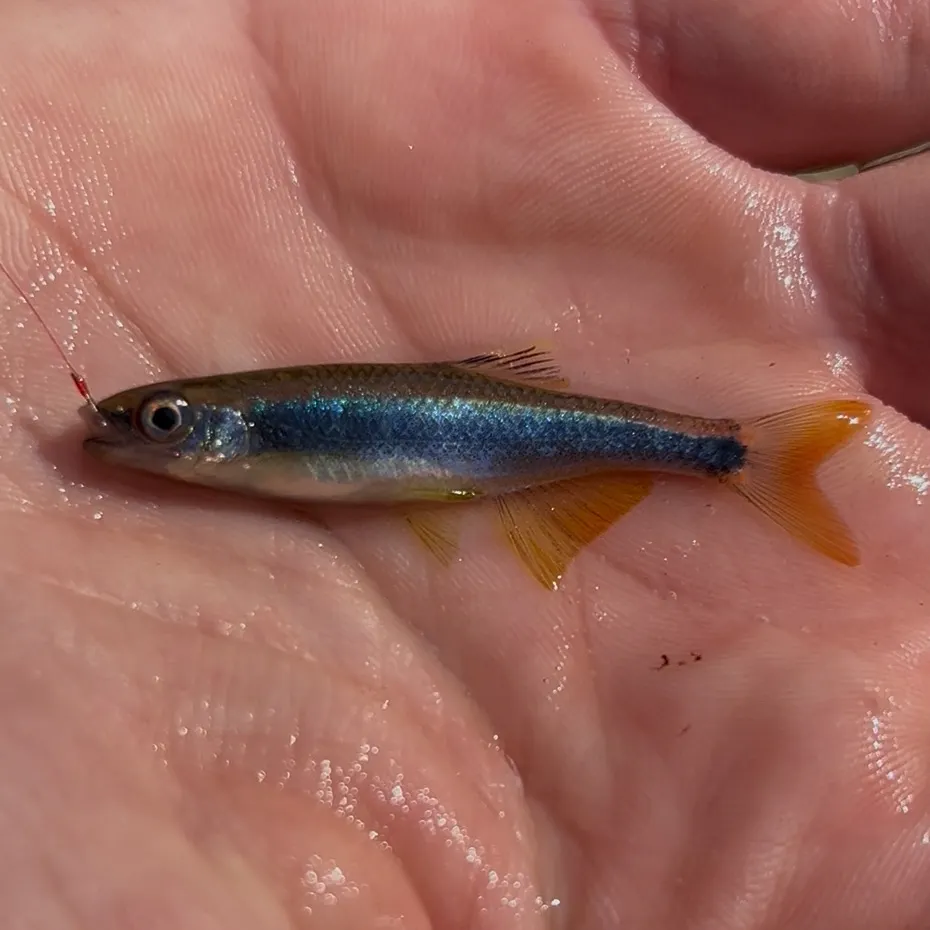 The most recent Sailfin shiner catches on Fishbrain