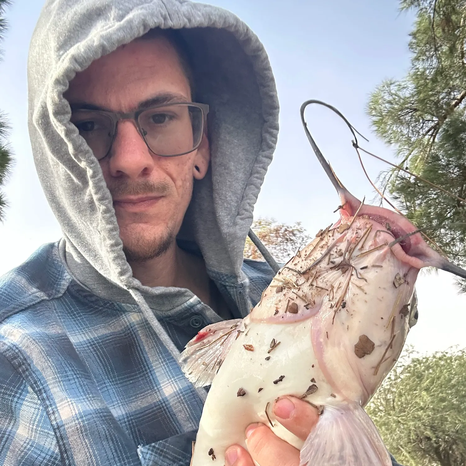 Channel catfish caught on Fishbrain