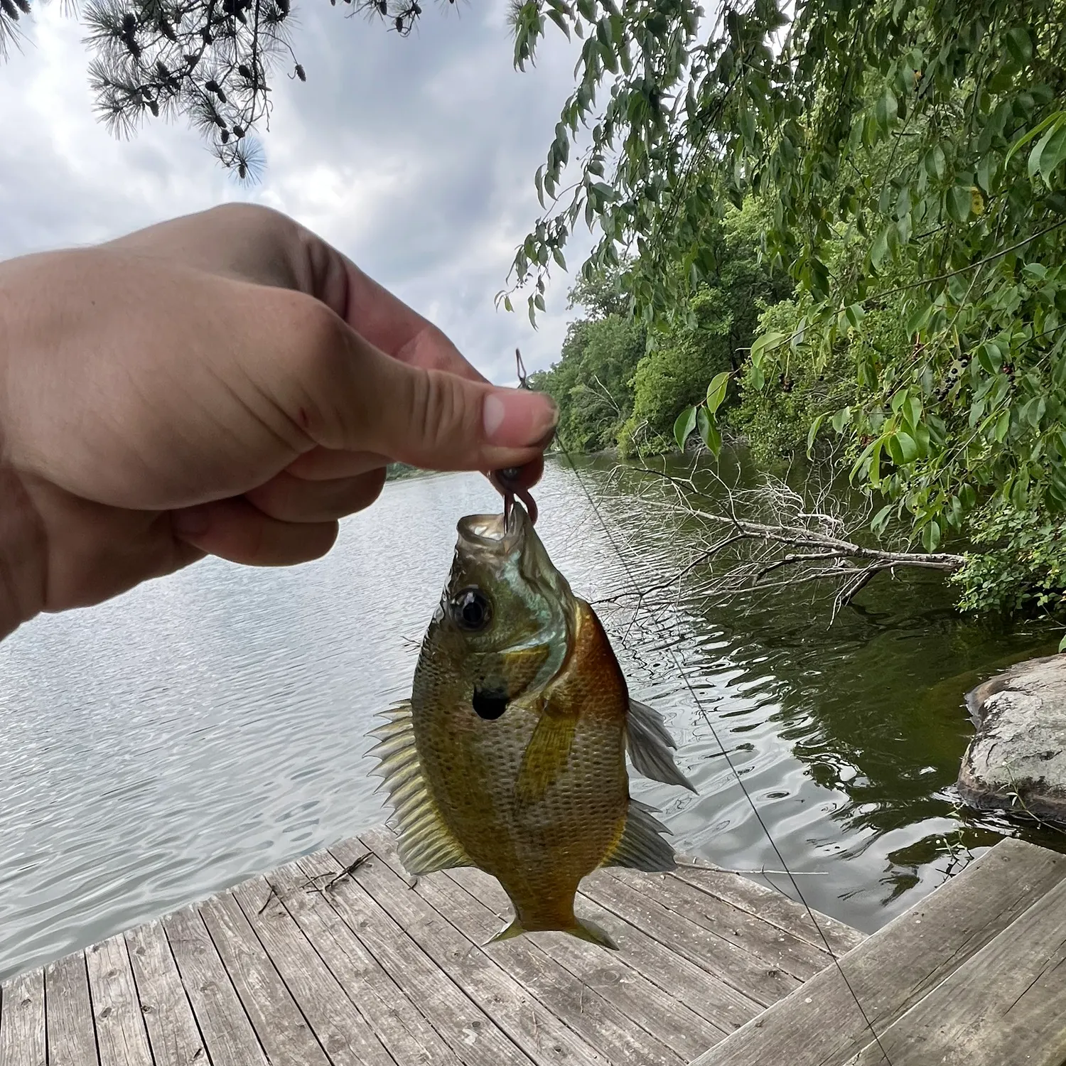 recently logged catches