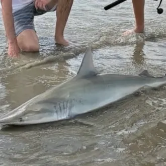 The most recent Finetooth shark catches on Fishbrain