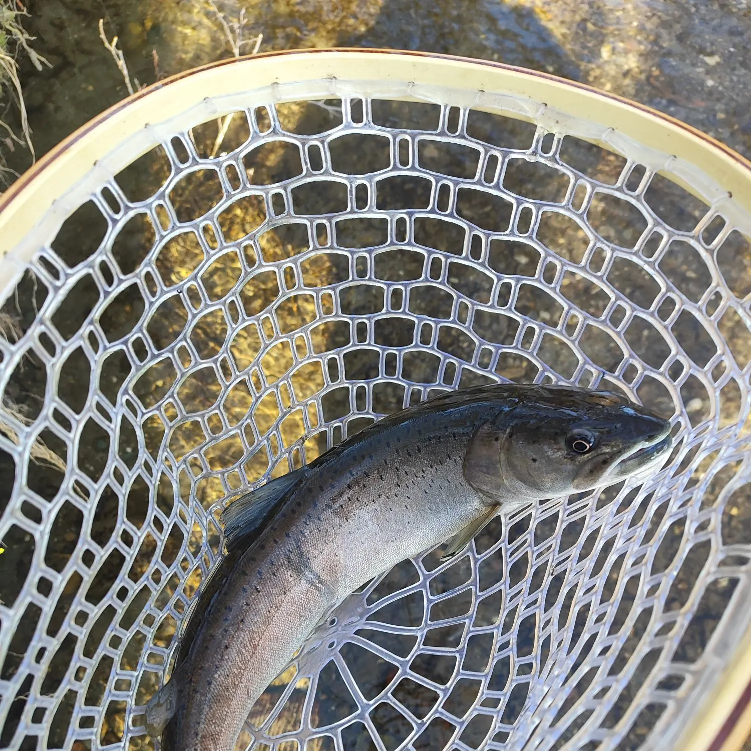 The most recent Huchen catches on Fishbrain