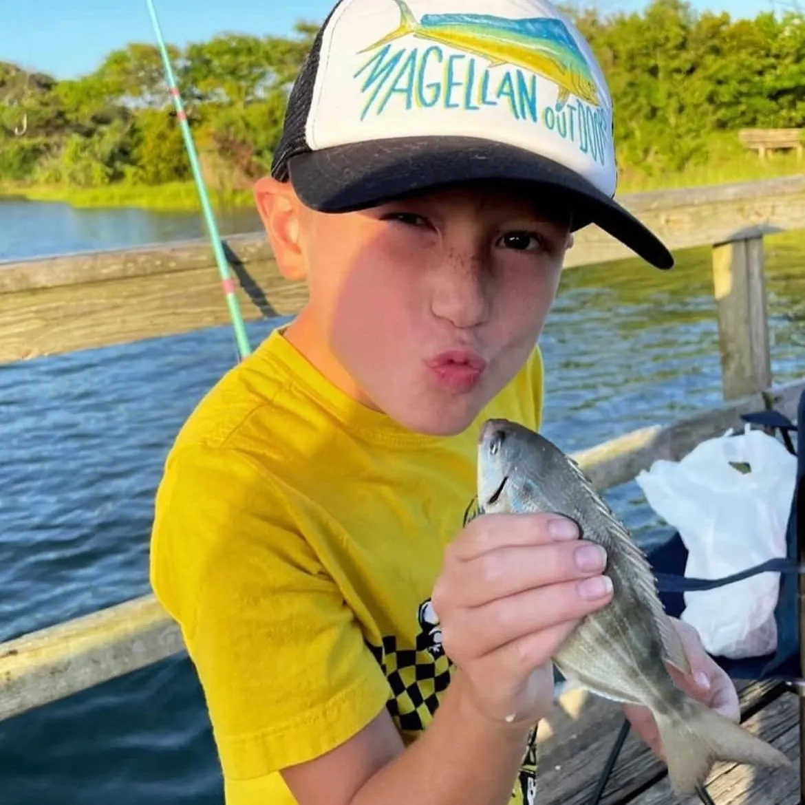 The most recent Spottail seabream catches on Fishbrain