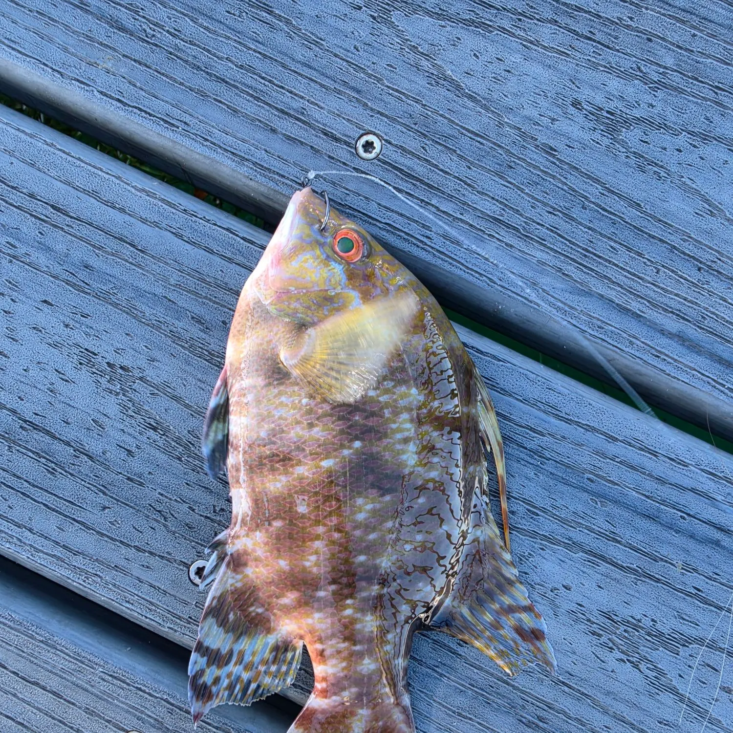 The most recent Hogfish catches on Fishbrain
