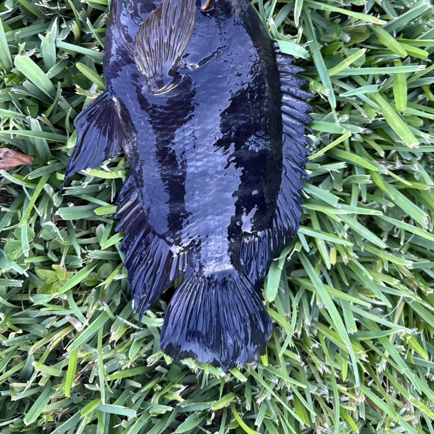 The most recent Black acara catches on Fishbrain