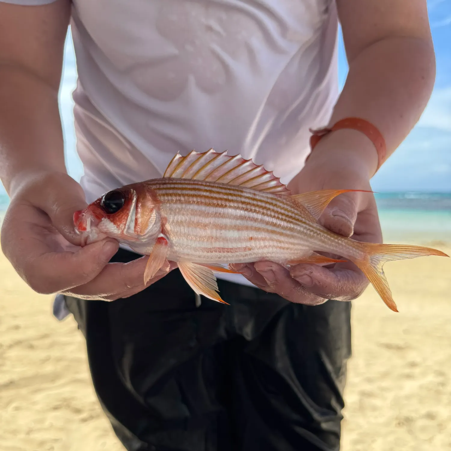 The most recent Squirrelfish catches on Fishbrain