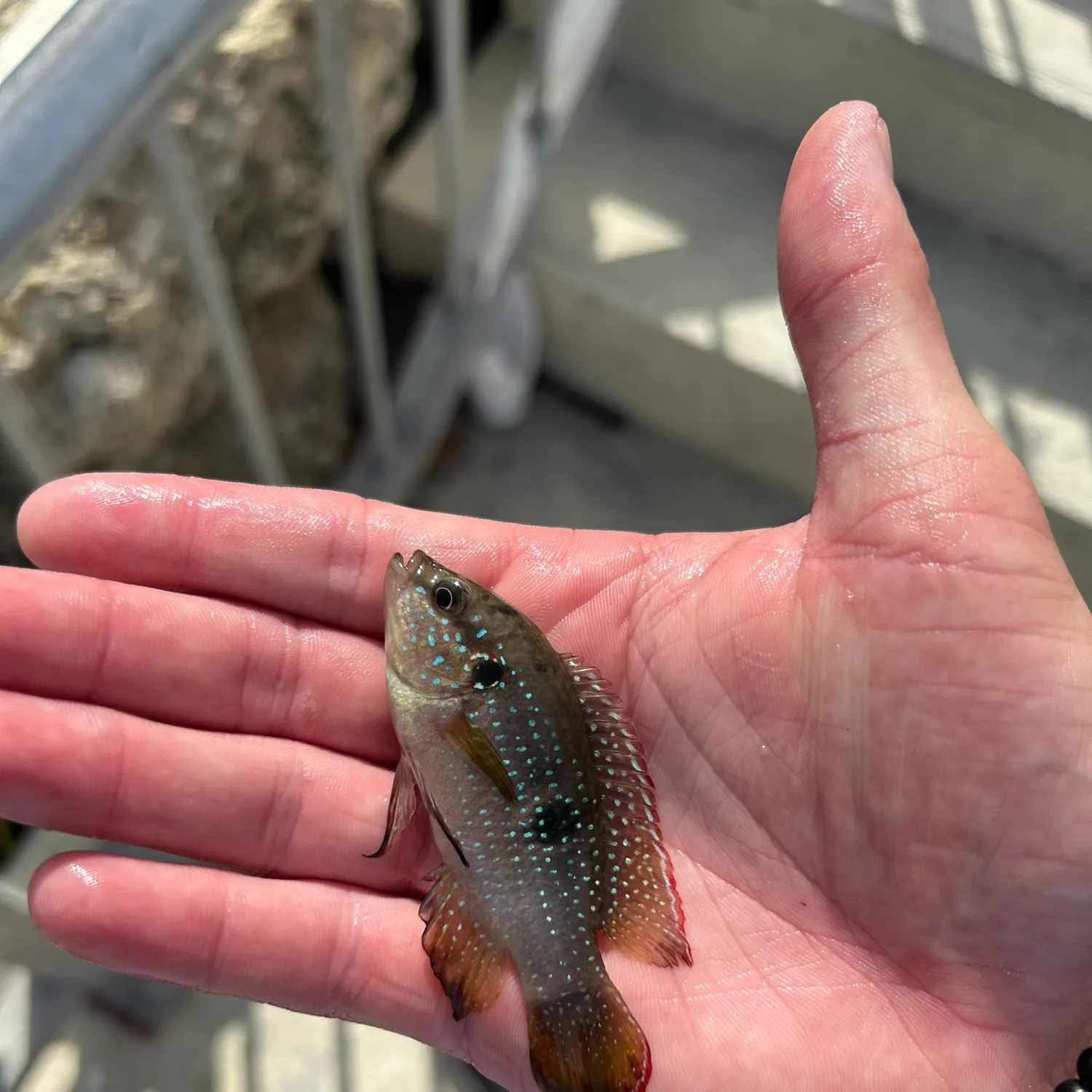 The most recent African Jewelfish catches on Fishbrain