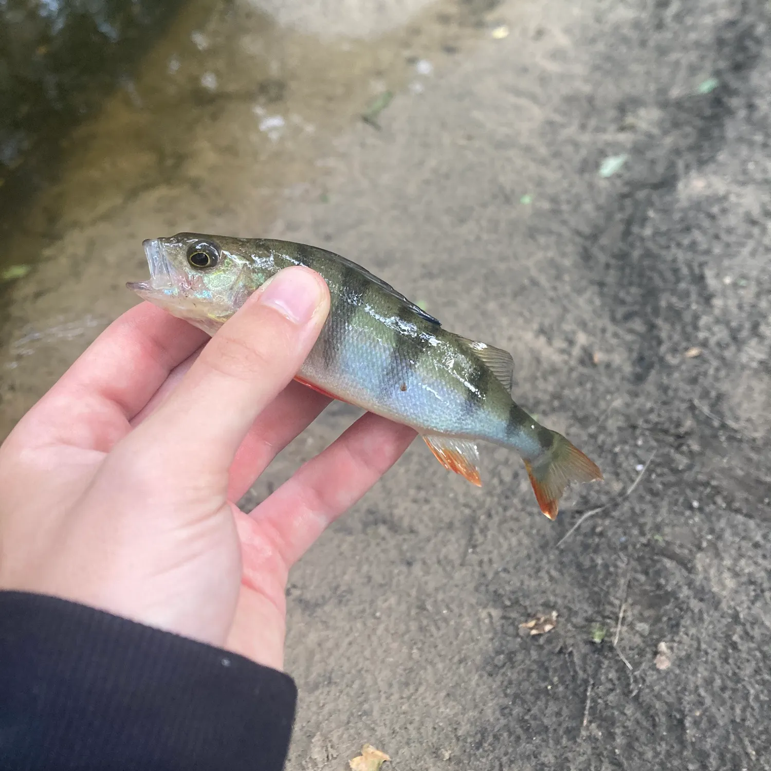 European perch caught on Fishbrain